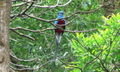 The beautiful male quetzal in Monteverde