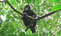 A howler monkey keeping an eye on us in Corcovado