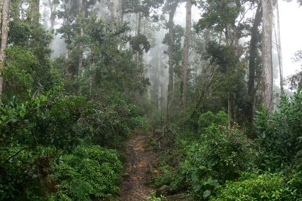 The first several miles are through cloud forests