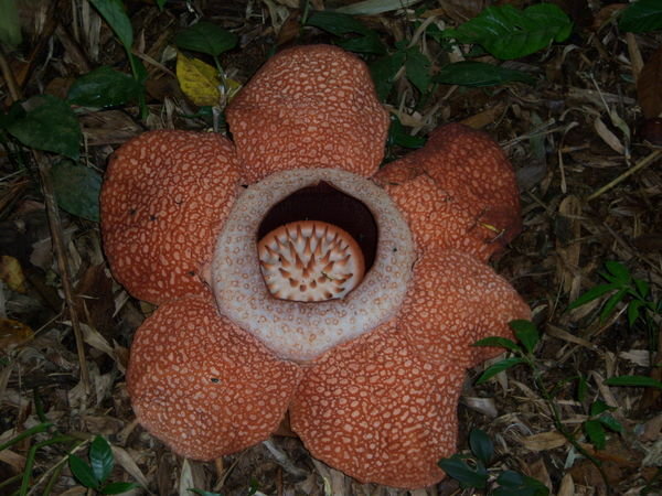 The Raffelsia - the largest flower in the world !!!