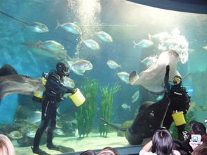 feeding time at the aquarium 