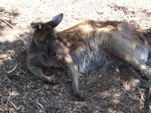 A roo lazing in the shade