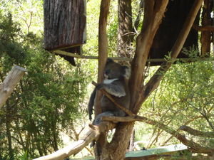 A koala doing what it does best, relaxing