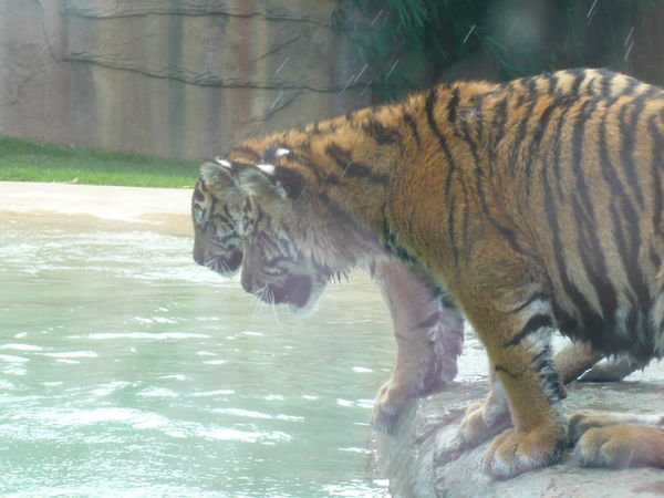 The baby tigers, they were soooo cute!