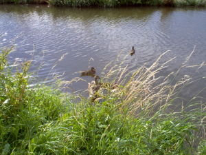 Canal Ducks