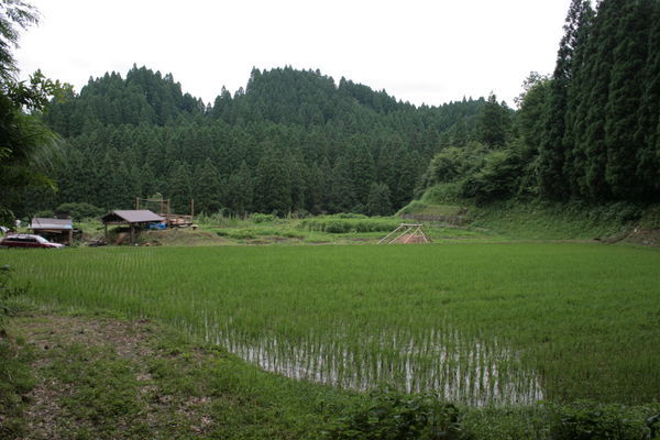 TAO Farm's rice field