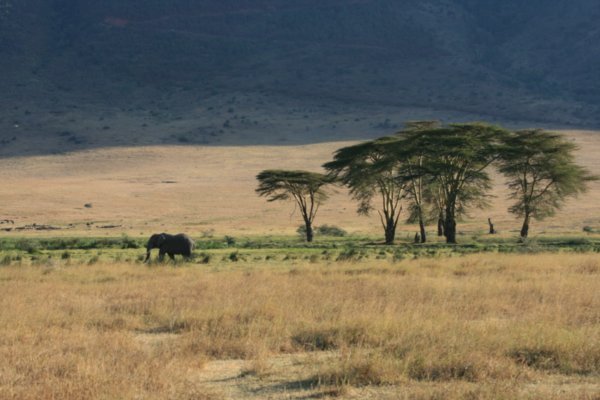 Elephant in Ngorongoro