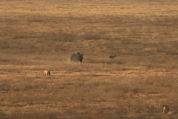 Rhino chasing a lion