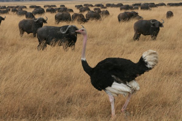 Ostrich and Buffalo