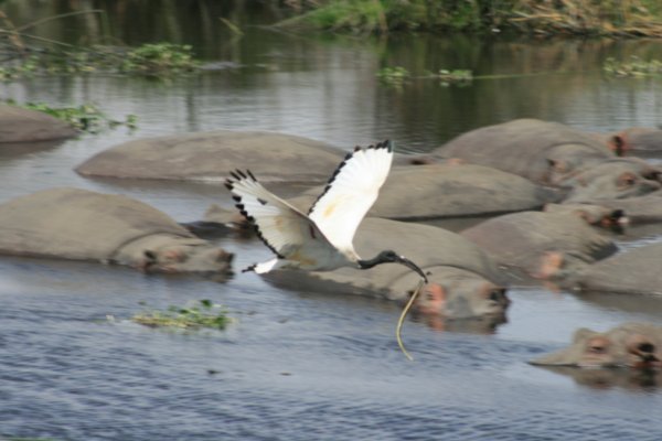 Ibis with a snake