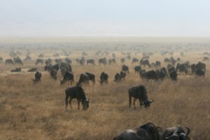 Wildebeest in the Ngorongoro crater