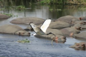 Ibis with a snake