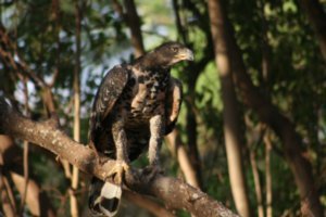Crowned Hawk Eagle
