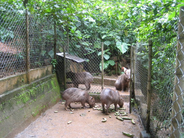Capybaras- The Largets Rodent on earth