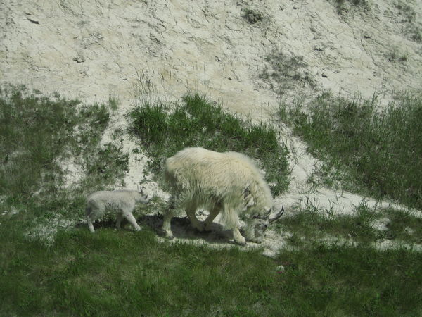 Mountain sheep and baby
