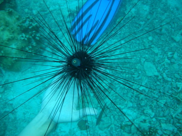 Black sea Urchin