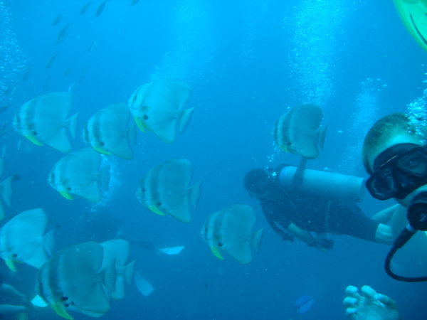 A school of bat fish and neils, my diving buddy