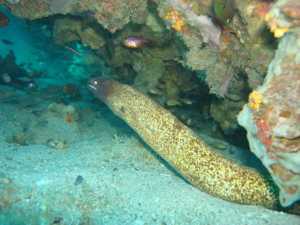 Ugly buggers - Moray eels