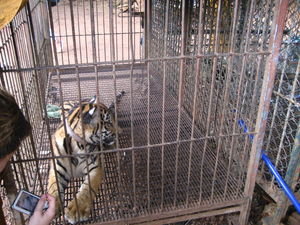 Baby Tiger 1