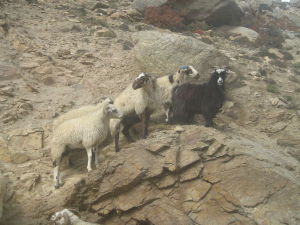mountain goats, the next animal to block the road, alon with some more sheep