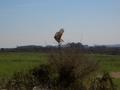 Conchillas, Uruguay ... bird of prey takes off!