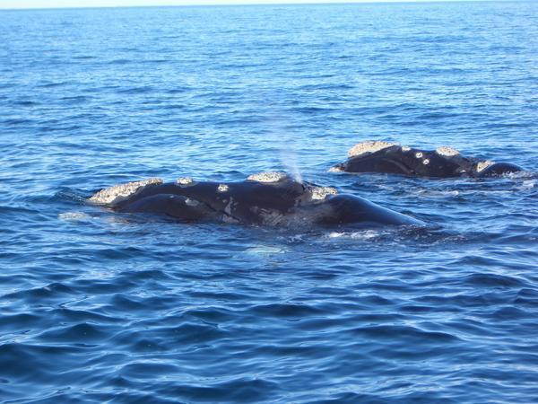 Valdes Peninsula ... Southern Right Whales at home