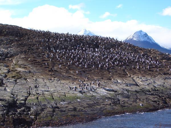 Tierra del Fuego ... bird colony in the Beagle channel
