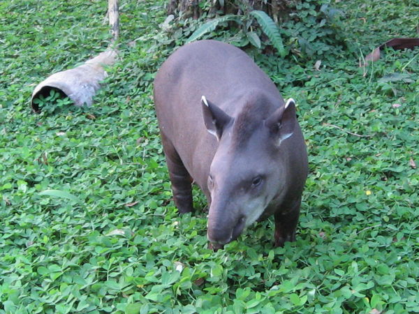 The funny looking Tapir