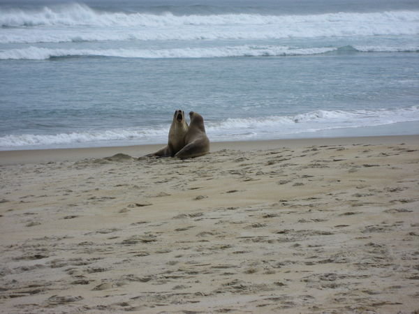 Sea lions play on the Otago Peninsula