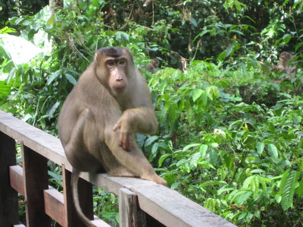 A Macaque in the Orang-utan sanctuary