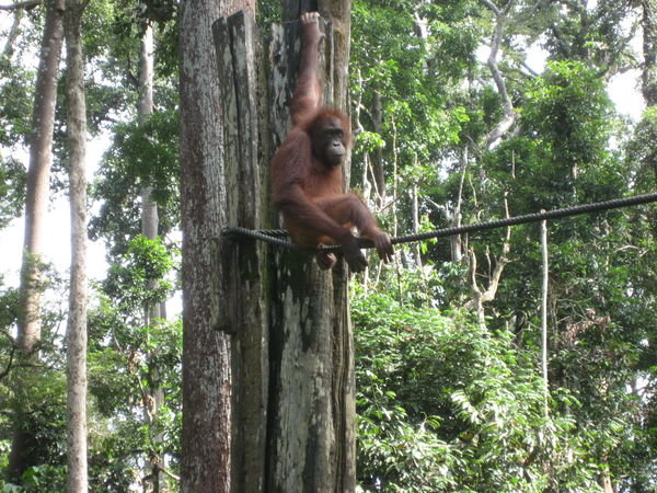 The wild man of Borneo