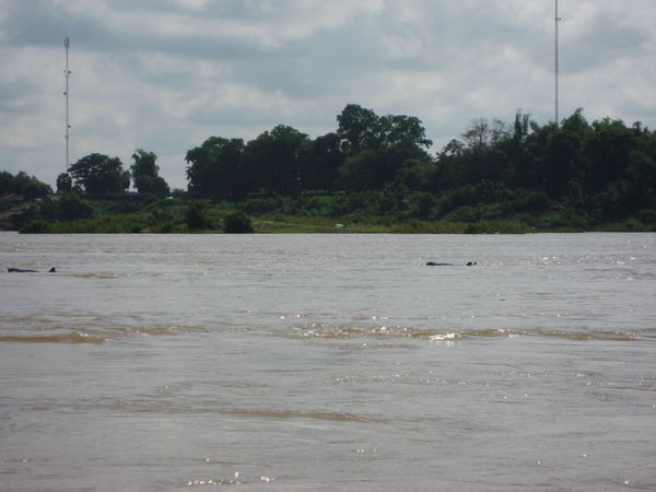 You can just make out the rare Irrawaddy dolphins