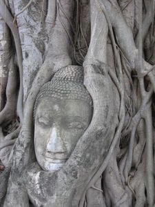 Buddha in a bodhi tree, Wat Phra Mahathat, Ayutthaya