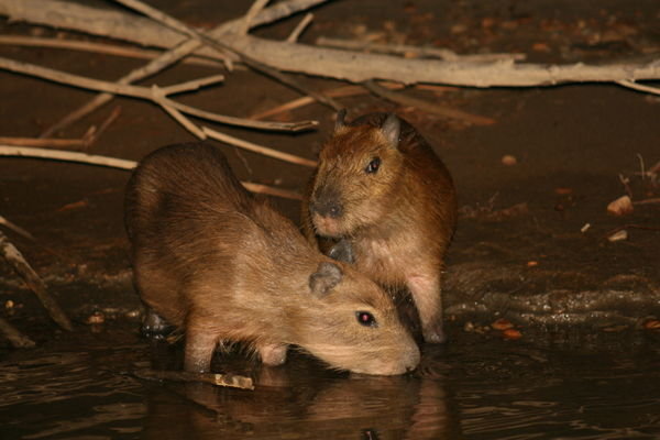 Baby capybarras