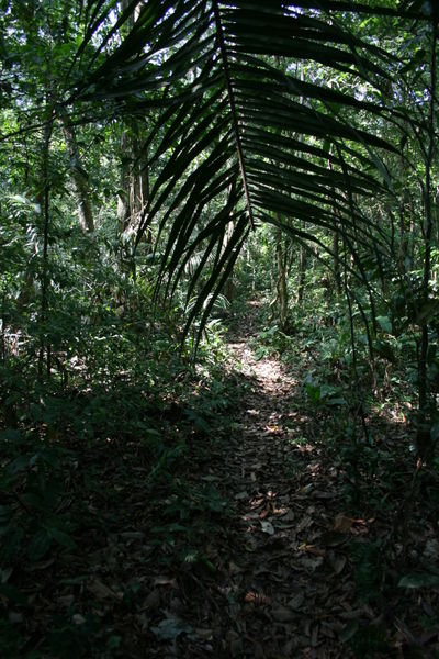 Our Trail through the Jungle