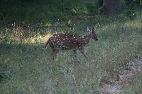More spotted deer