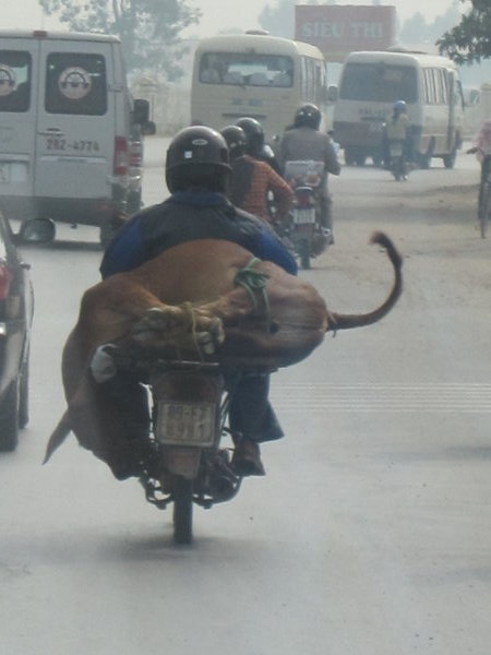 Cow on a Motorbike