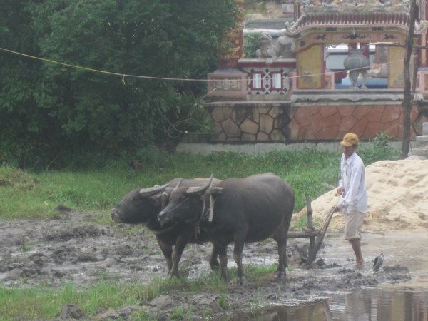 Ploughing the fields with the water buffalo