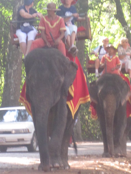 Elephant Rides Available
