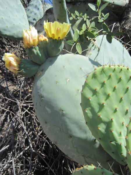 Cactus on San Cristobal Hill
