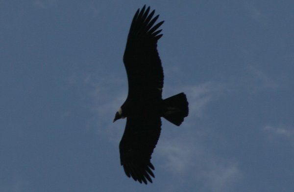 Adult Condor