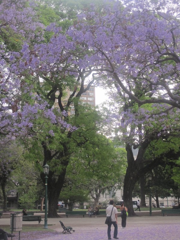 Beautiful Jacaranda trees all over Buenos Aires