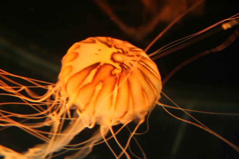 Colourful Jellyfish