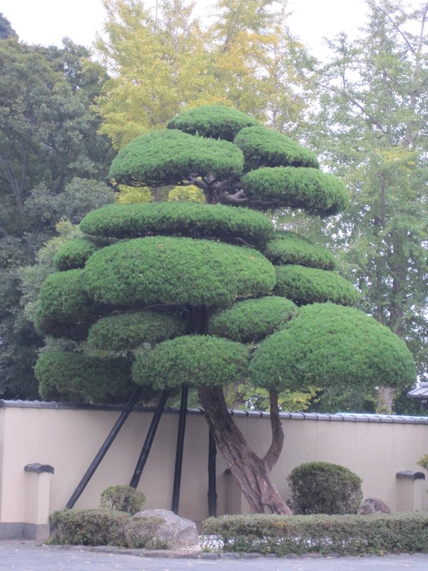 Nice Japanese cloud tree