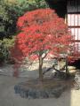 Japanese Acer turned a nice red colour