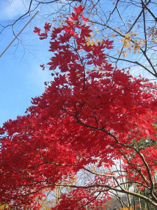 Vivid autumn colours