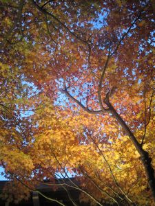 Beautiful autumn colours