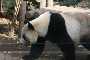 One of the Zoo's two pandas
