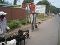 Local taking his goats for a walk