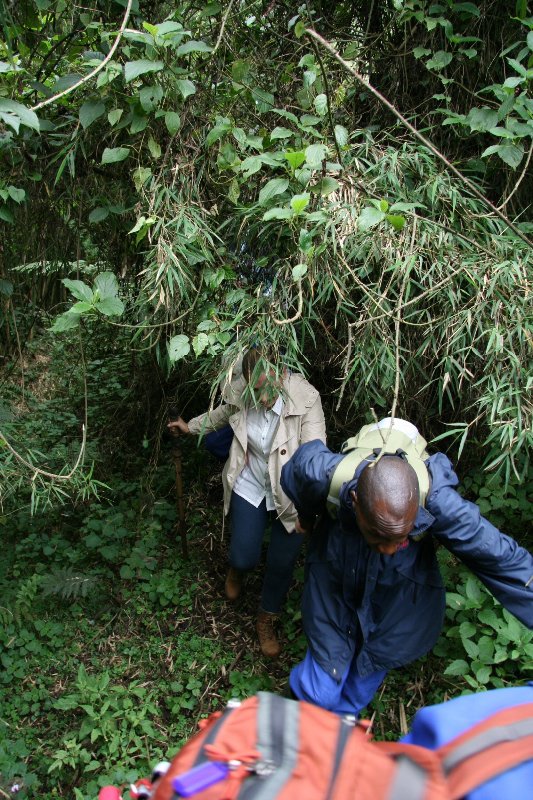 Porters helping the group through the undergrowth